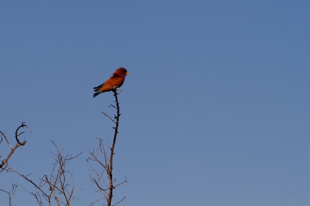 09 - Mapungubwe NP (8).jpg